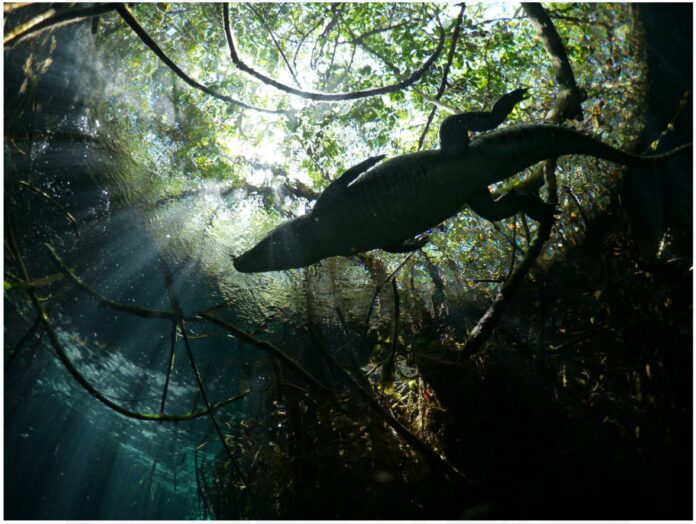 tulum cenote diving